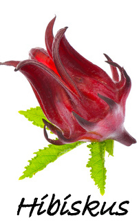 hibiskus.jpg